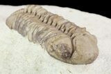 Detailed, Long Kainops Trilobite - Oklahoma #95681-2